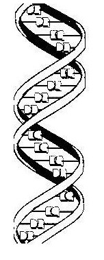 chromosome2.jpg